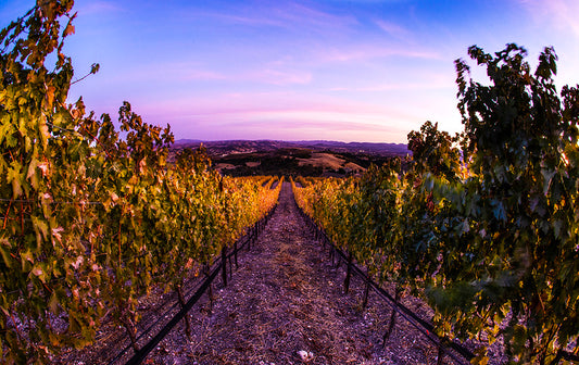 Fading Into Merlot - Paso Robles Winery Photos