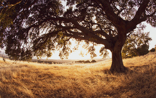 Sunset Whisper - Paso Robles Winery Photos