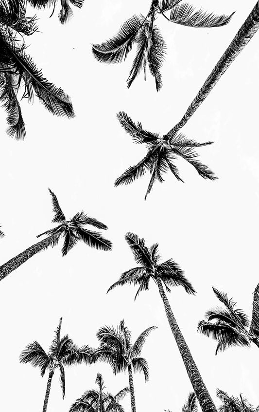 Falling Coconuts - Hawaii Palm Tree Photo