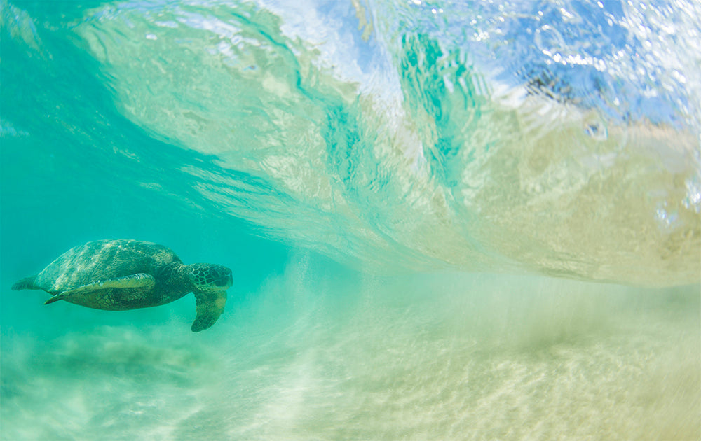 Free Ride - Hawaiian Turtle Photos