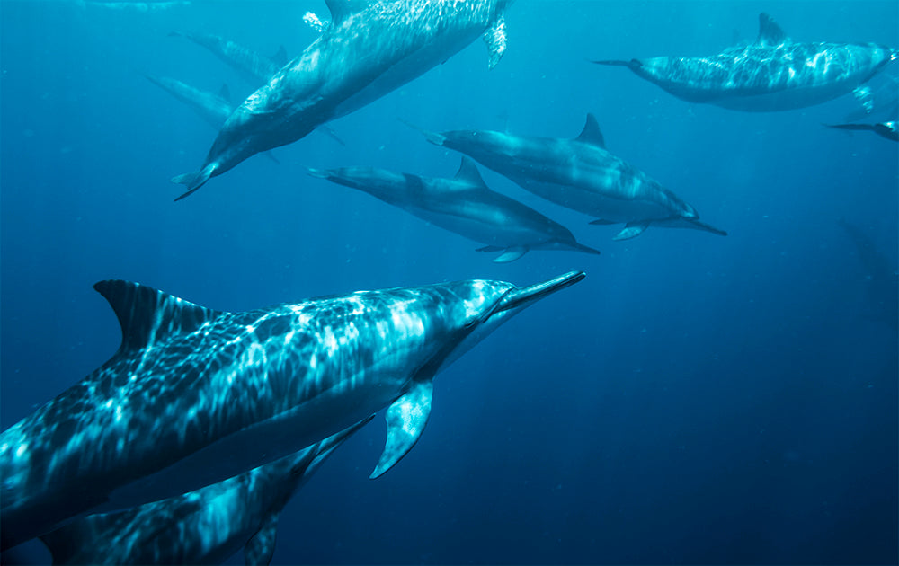 Streamlined  - Hawaii Dolphin Photos