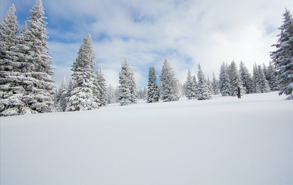 Vail Snow Powder Trees Photos  Photos of Vail Snow Powder Trees