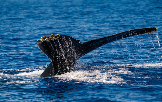 Whale Tale 2 - South Bay California